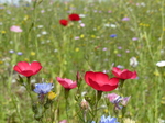 FZ030484 Wild flowers in Barry.jpg